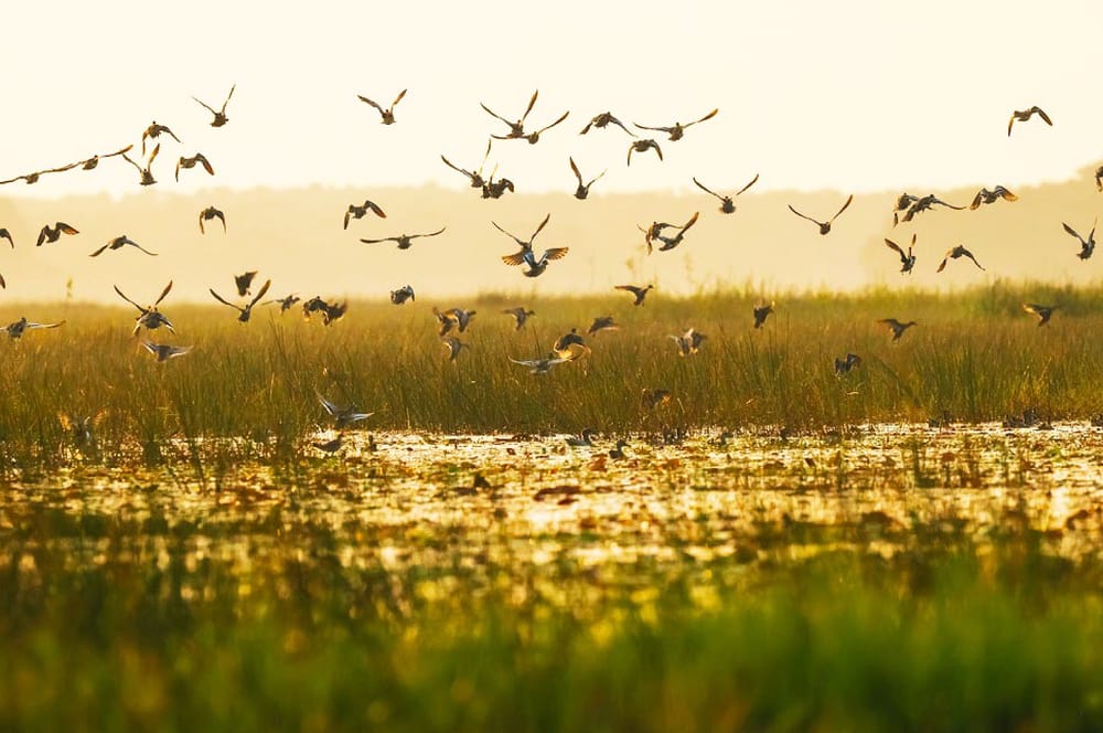 Giá Vé Vườn Quốc Gia Tràm Chim: Review Giá Vé, Địa Chỉ, Đặc Sản Ngon Nhất 2025 post image